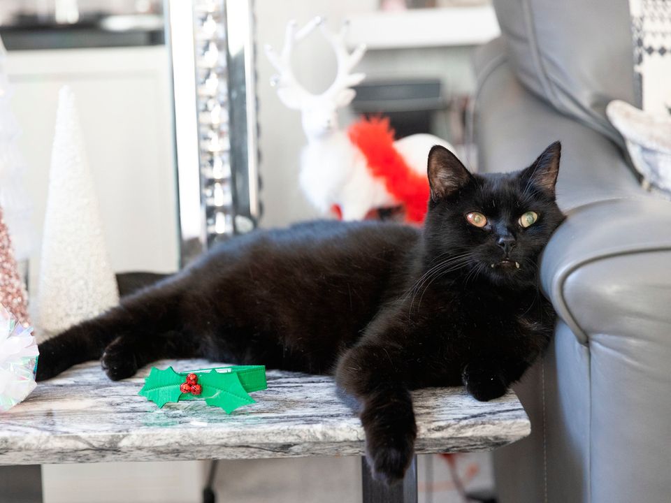 Lucky black shop cat lotto